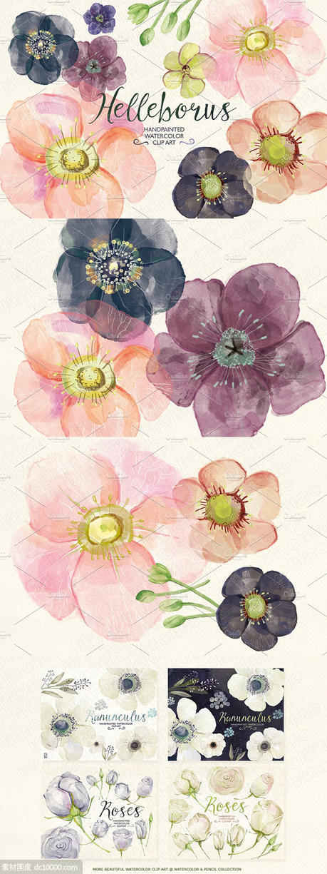 手绘水彩藜芦毛茛属植物图像 Watercolor hellebore flowers clipart - 源文件