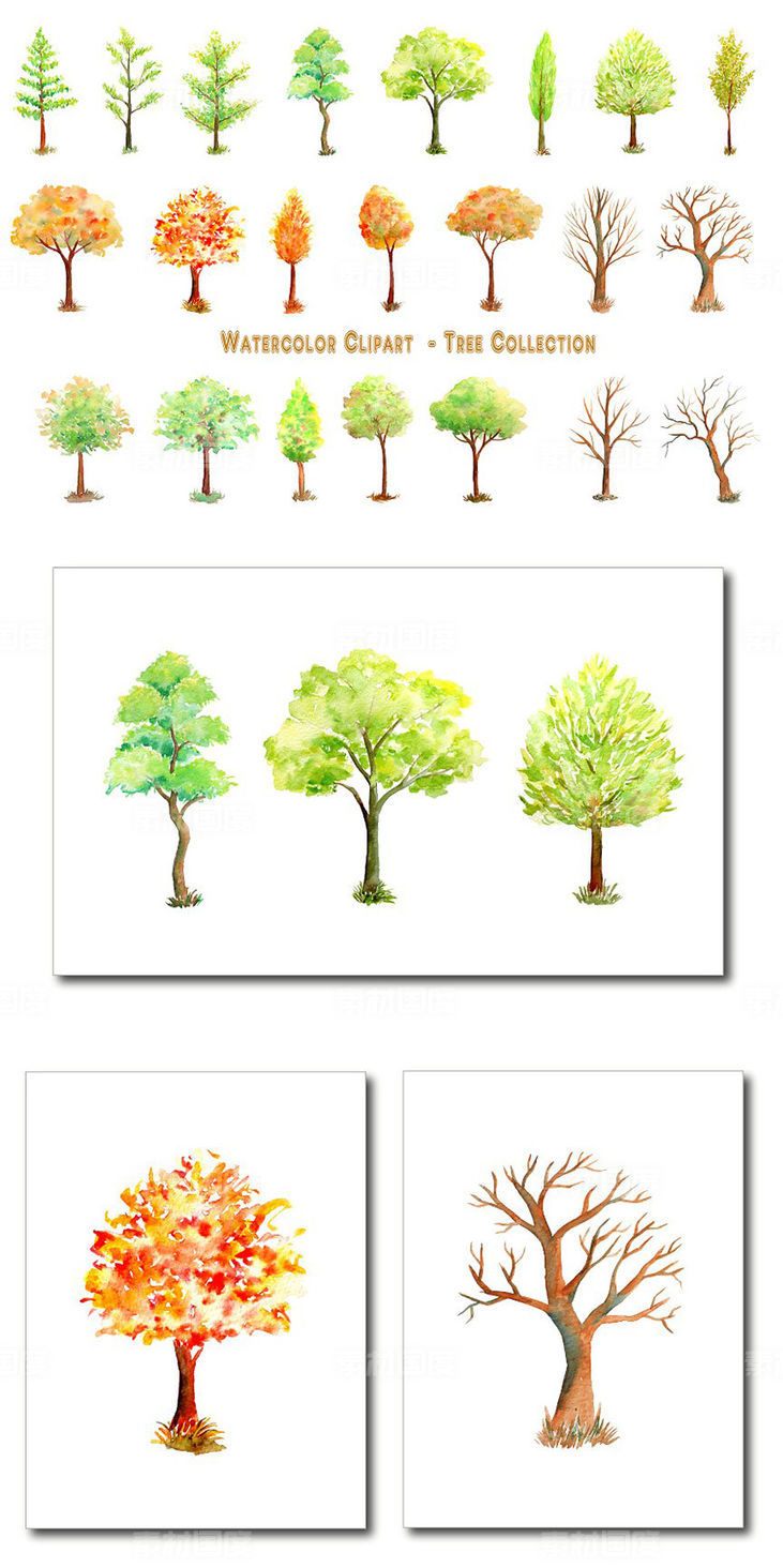 手绘水彩冬季树木系列插画素材 Watercolor Tree Illustration