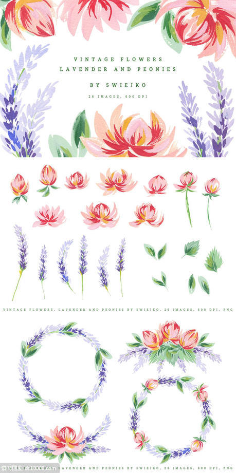 古典手绘牡丹薰衣草插画素材 Lavender  Peonies vintage flowers - 源文件
