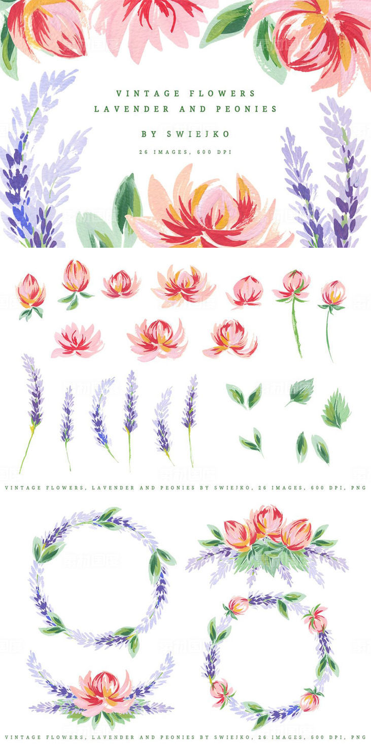 古典手绘牡丹薰衣草插画素材 Lavender  Peonies vintage flowers