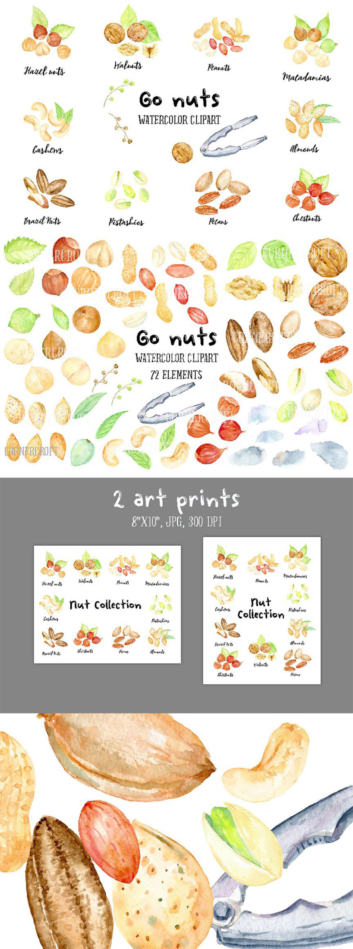 手绘卡通化水彩坚果插图 Watercolor Nuts Illustration