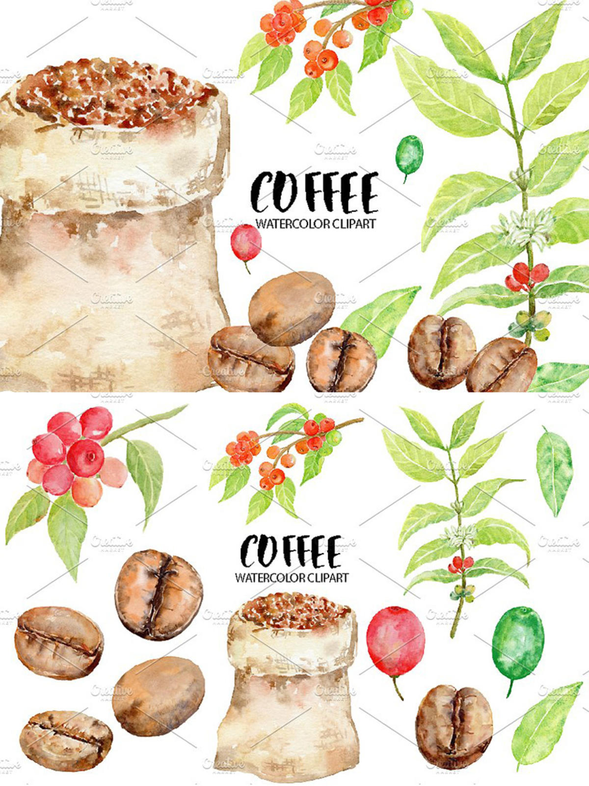 手绘水彩咖啡豆种植剪贴画 Watercolor Coffee Beans Clipart