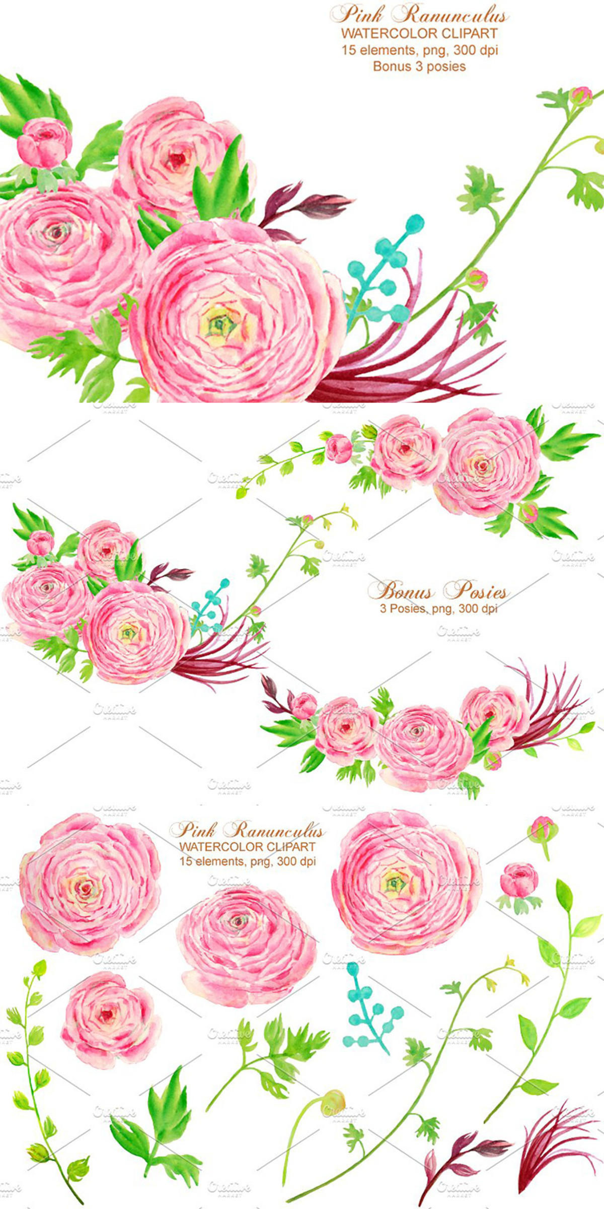 手绘水彩粉红色毛茛插画设计素材 Watercolor Clipart Pink Ranunculus