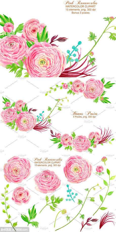 手绘水彩粉红色毛茛插画设计素材 Watercolor Clipart Pink Ranunculus - 源文件