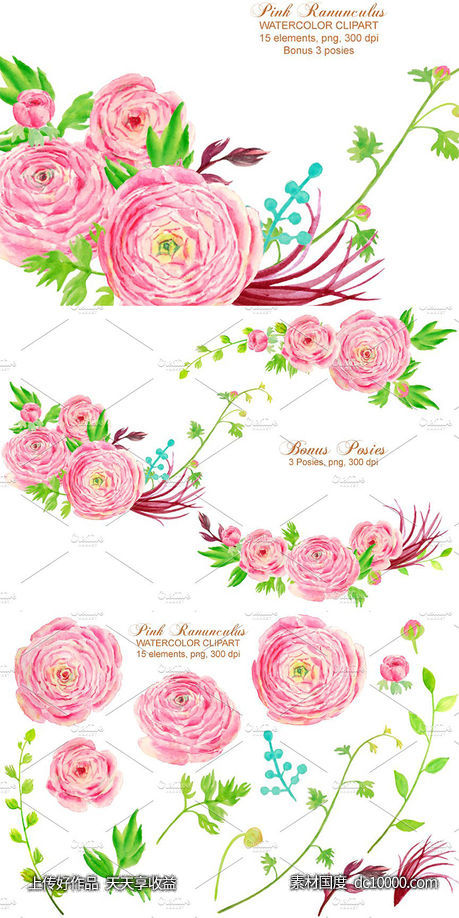 手绘水彩粉红色毛茛插画设计素材 Watercolor Clipart Pink Ranunculus-源文件-素材国度dc10000.com