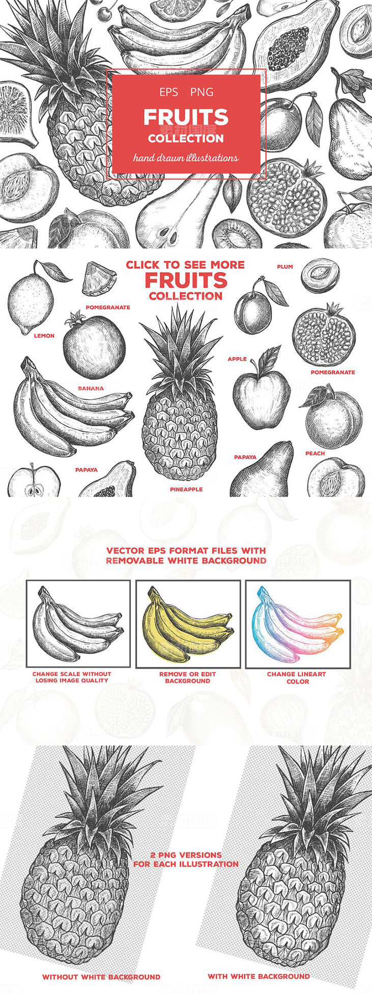 粗略风水果素描插图合集 Fruits Illustrations
