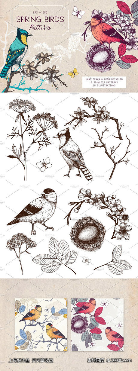 春季手绘小鸟自然元素 Hand Drawn Spring Birds Patterns-源文件-素材国度dc10000.com