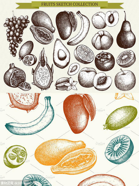 墨水手绘矢量水果插图 Vector Fruits Illustrations Set - 源文件