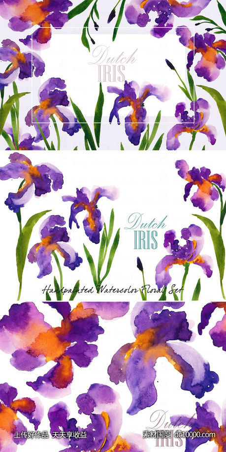 荷兰鸢尾花卉水彩艺术剪贴画 Dutch Iris-Watercolor Clip Art-源文件-素材国度dc10000.com