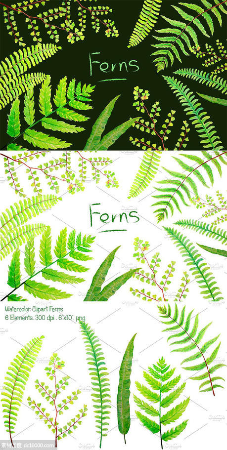 6款水彩手绘绿植蕨叶剪贴画 Watercolor Clipart Fern Leaves - 源文件