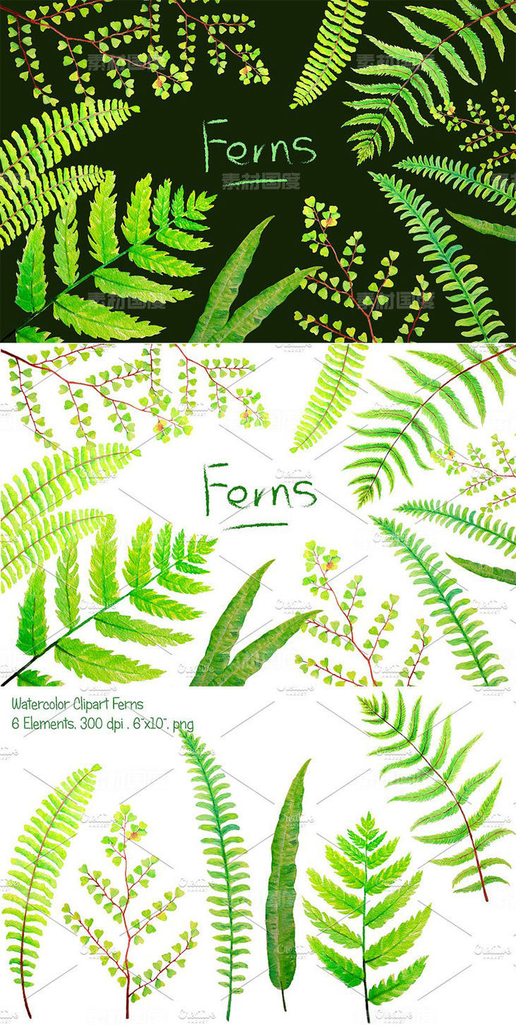 6款水彩手绘绿植蕨叶剪贴画 Watercolor Clipart Fern Leaves