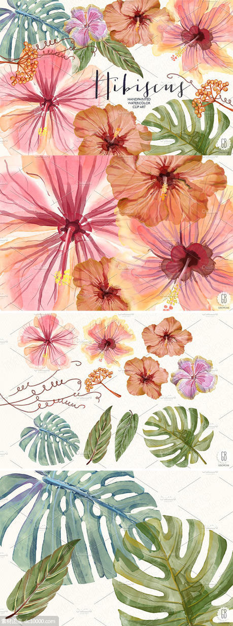 水彩芙蓉花花卉元素 Watercolor hibiscus flower monstera - 源文件