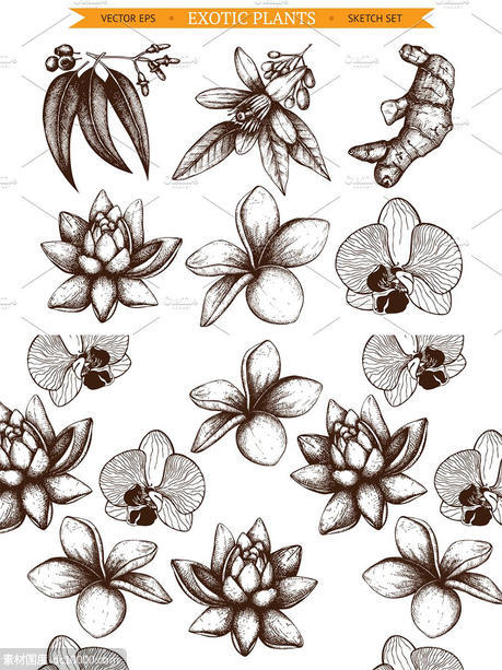 6款墨水手绘外来植物插图 6 Vector Exotic Flowers - 源文件