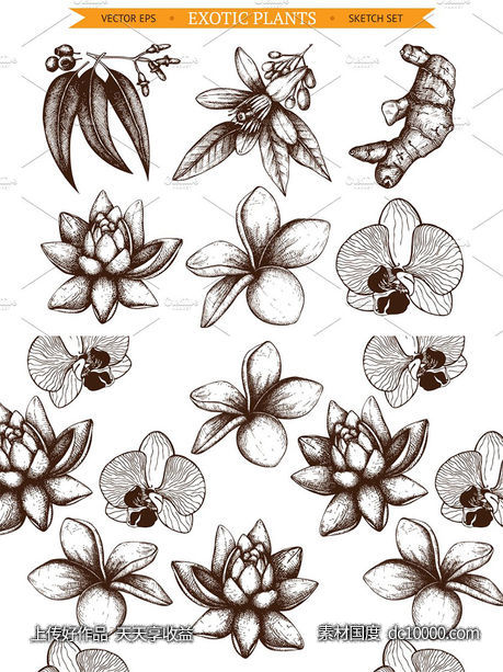 6款墨水手绘外来植物插图 6 Vector Exotic Flowers-源文件-素材国度dc10000.com