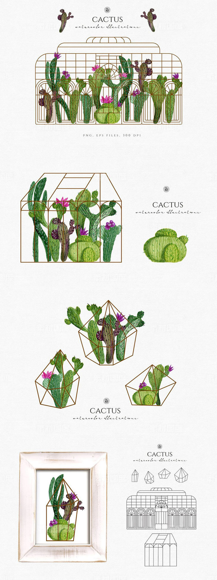 水彩仙人掌插图合集 Cactus watercolor illustrations