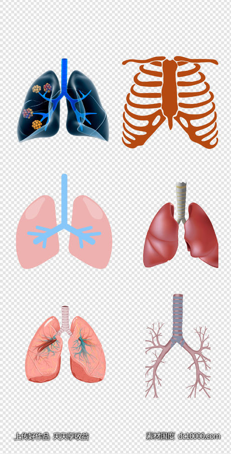 健康   人体器官  医疗   肺  器官  人体   PNG免扣设计素材-源文件-素材国度dc10000.com