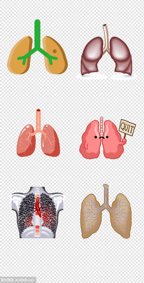 健康   人体器官  医疗   肺  器官  人体   PNG免扣设计素材 - 源文件