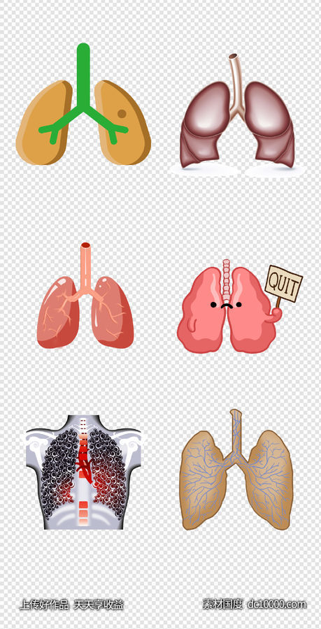健康   人体器官  医疗   肺  器官  人体   PNG免扣设计素材-源文件-素材国度dc10000.com
