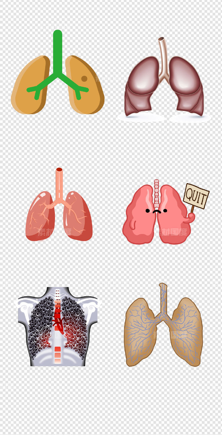 健康   人体器官  医疗   肺  器官  人体   PNG免扣设计素材