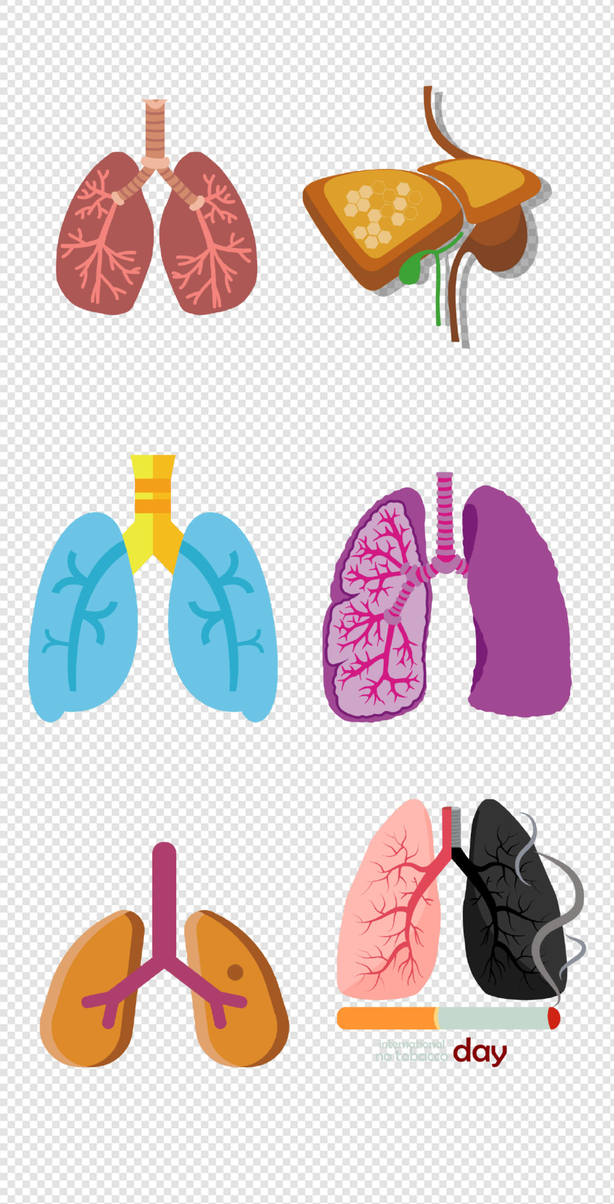 健康   人体器官  医疗   肺  器官  人体   PNG免扣设计素材