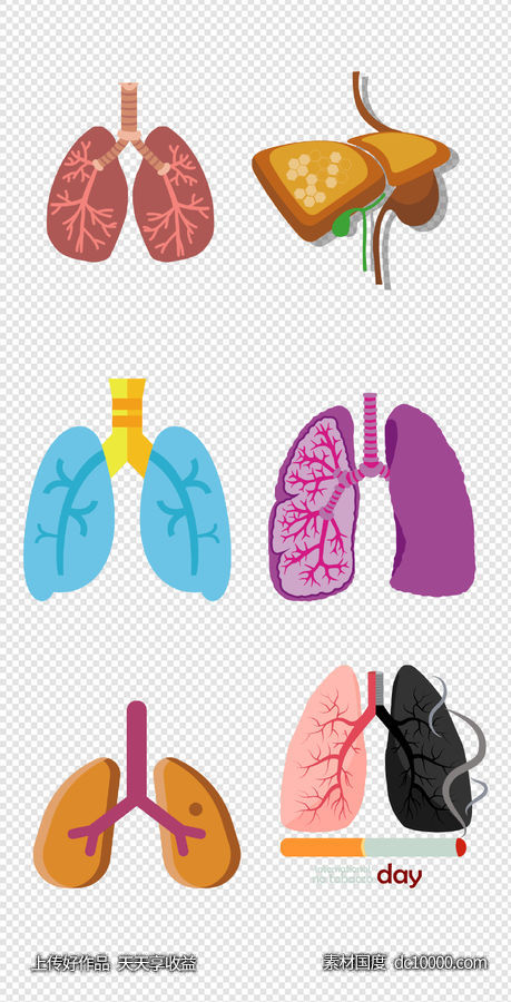 健康   人体器官  医疗   肺  器官  人体   PNG免扣设计素材-源文件-素材国度dc10000.com