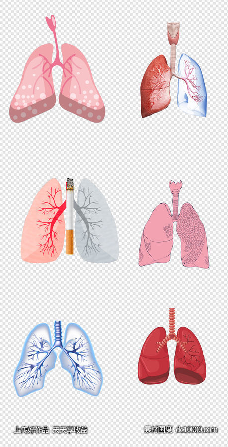 健康   人体器官  医疗   肺  器官  人体   PNG免扣设计素材-源文件-素材国度dc10000.com