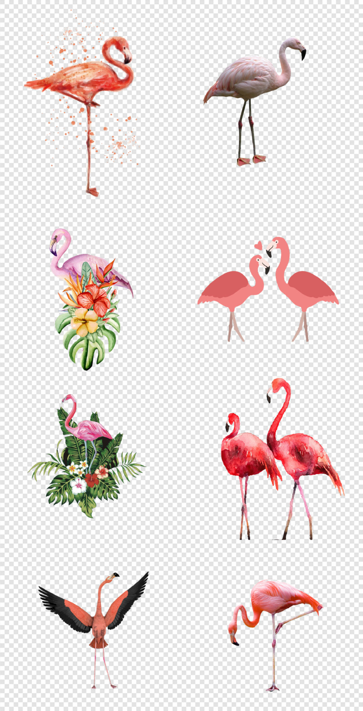 火烈鸟  热带植物    热带雨林 羽毛  野生动物  PNG免扣设计素材
