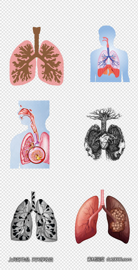 健康   人体器官  医疗   肺  器官  人体   PNG免扣设计素材-源文件-素材国度dc10000.com