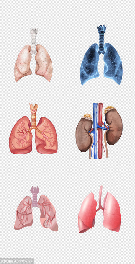健康   人体器官  医疗   肺  器官  人体   PNG免扣设计素材 - 源文件