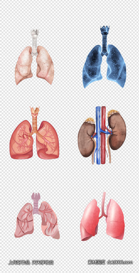 健康   人体器官  医疗   肺  器官  人体   PNG免扣设计素材-源文件-素材国度dc10000.com