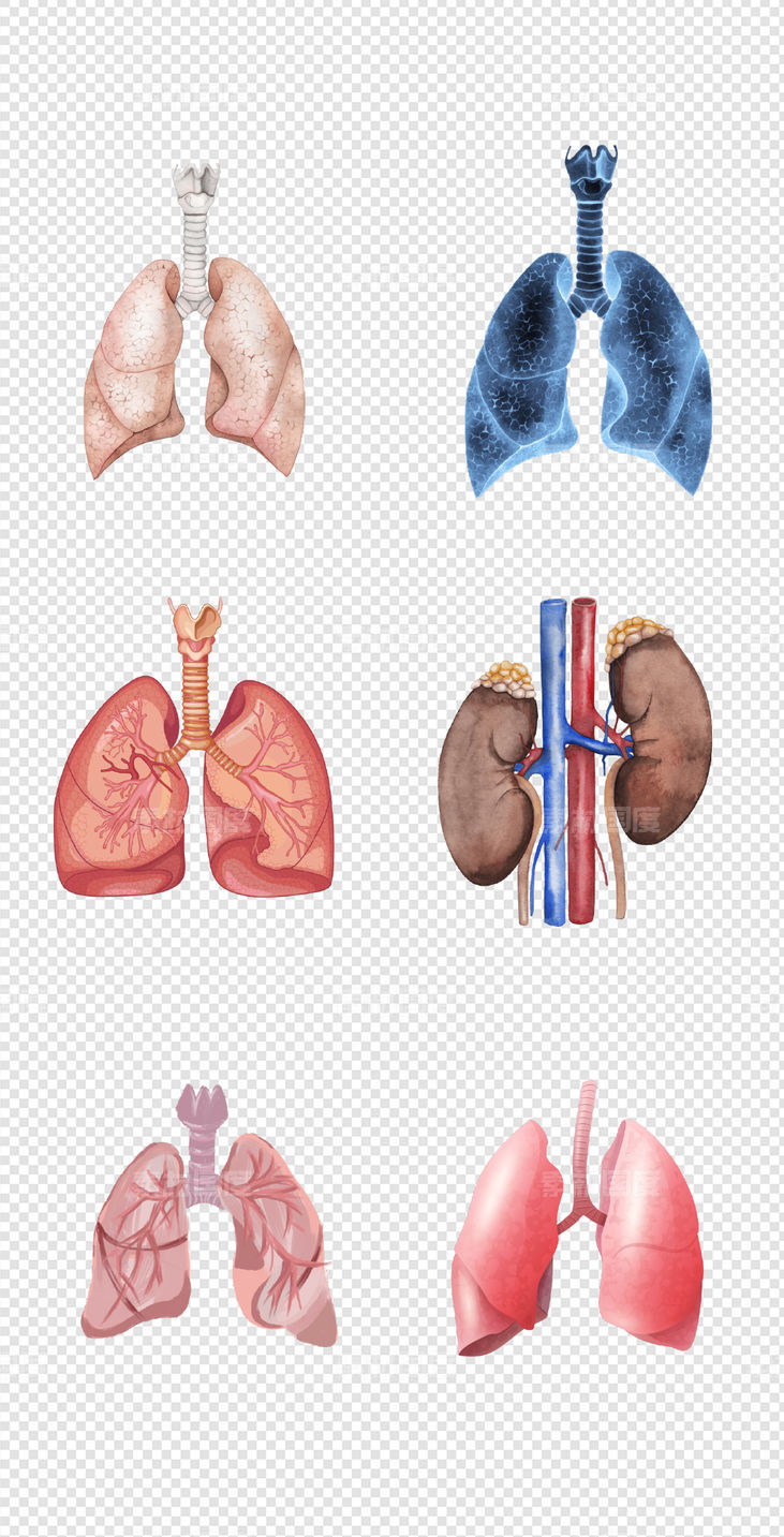 健康   人体器官  医疗   肺  器官  人体   PNG免扣设计素材