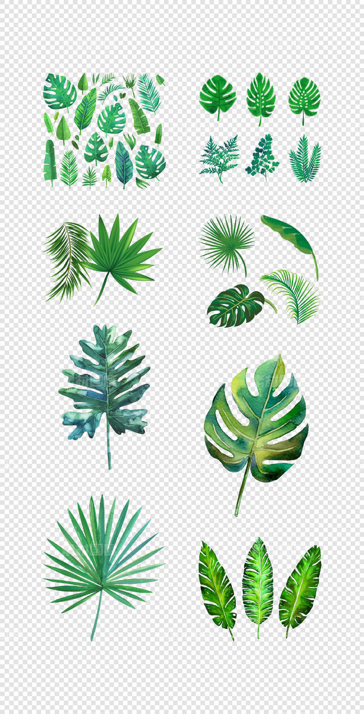 森系  北欧  热带雨林  手绘  水彩  树叶  插画   PNG免扣设计素材