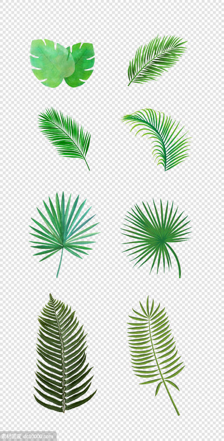 森系  北欧  热带  雨林  手绘   树叶  绿植  插画  PNG免扣设计素材 - 源文件