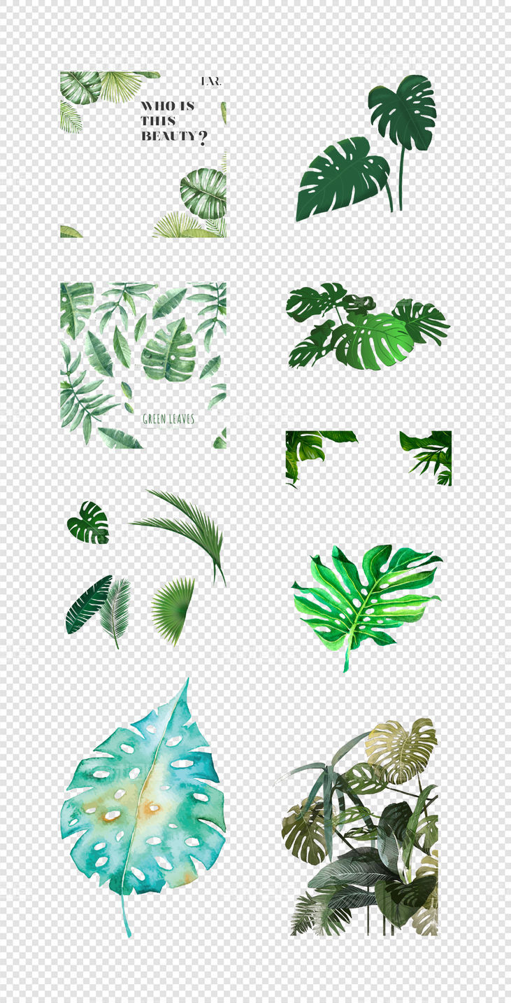 森系  北欧  热带雨林  手绘  水彩  树叶  插画   PNG免扣设计素材