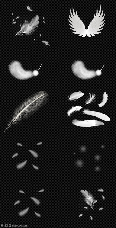  羽毛  飞舞    鸟类羽毛  手绘   白色羽毛   PNG免扣设计素材 - 源文件