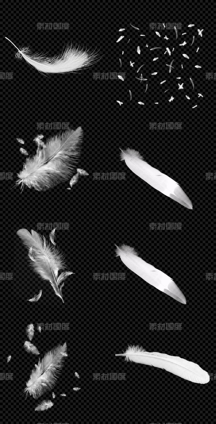  羽毛  飞舞    鸟类羽毛  手绘   白色羽毛   PNG免扣设计素材
