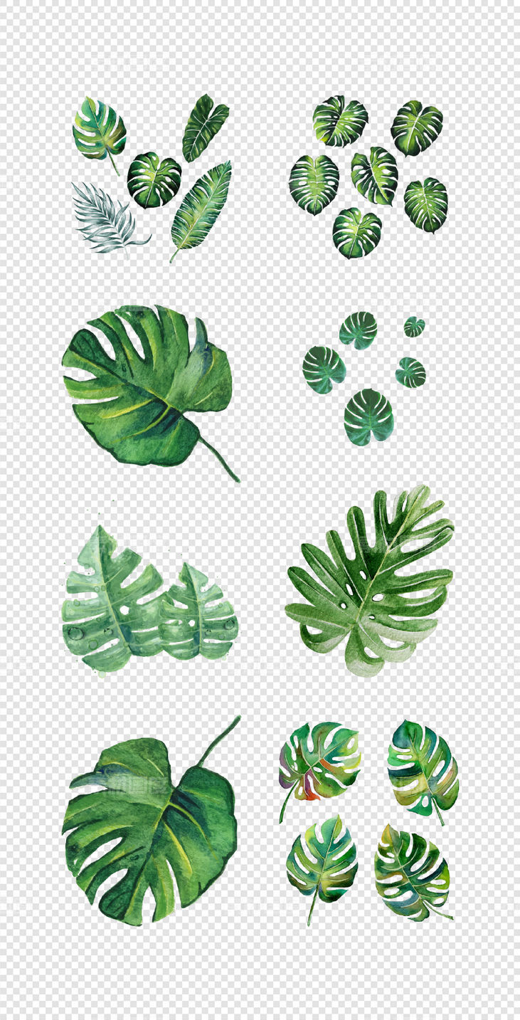 森系  北欧  热带  雨林  手绘   树叶  绿植  插画  PNG免扣设计素材