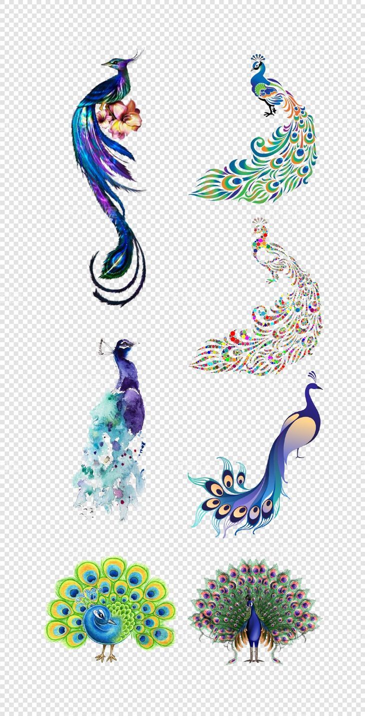 孔雀   蓝色  鸟类  鲜花  漂亮的  孔雀开屏    PNG免扣设计素材