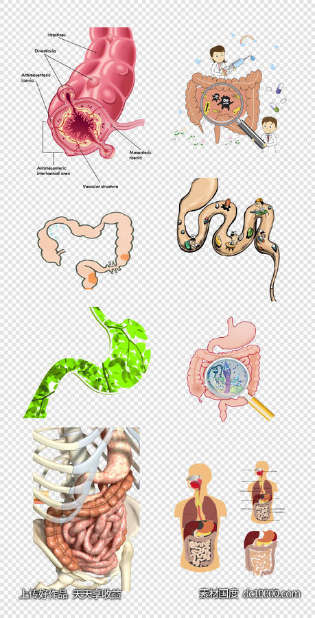 肠道   消化   组织  器官  病菌  医生  PNG免扣设计素材-源文件-素材国度dc10000.com