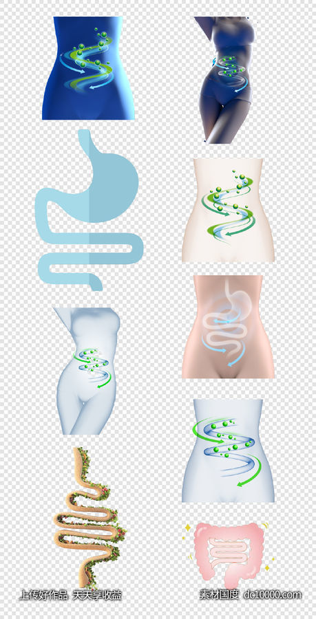 形体   肠道   结构   循环系统  消化系统  PNG免扣设计素材-源文件-素材国度dc10000.com