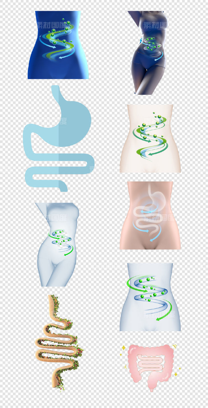 形体   肠道   结构   循环系统  消化系统  PNG免扣设计素材