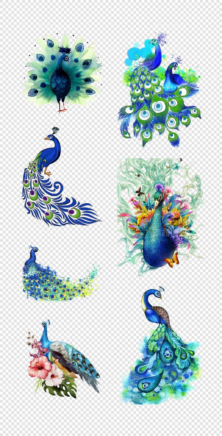 孔雀   蓝色  鸟类  鲜花  漂亮的  孔雀开屏    PNG免扣设计素材