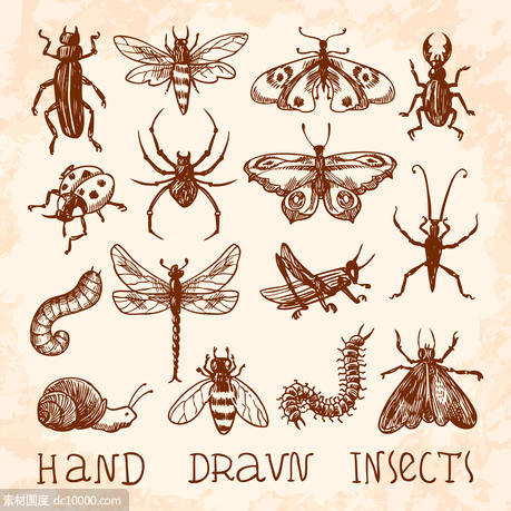 蚂蚁 蝴蝶 蜜蜂 蜘蛛 瓢虫 螳螂  金龟子 蜗牛 蜈蚣 手绘 昆虫 矢量图 - 源文件