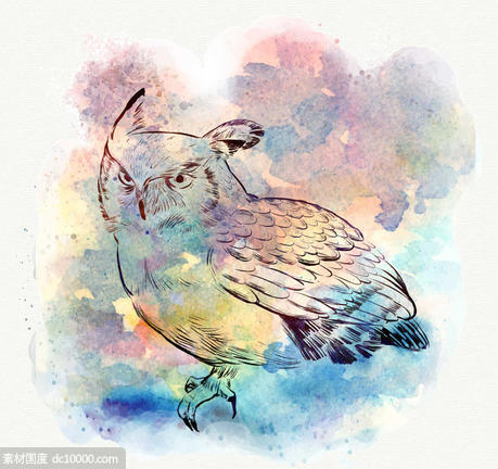 水彩 猫头鹰 鸟 动物 矢量图 - 源文件
