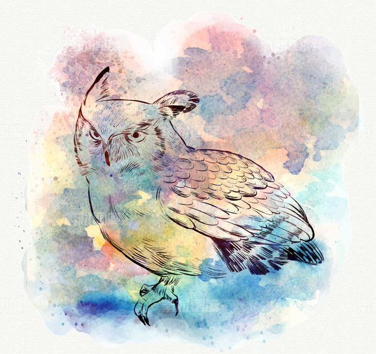 水彩 猫头鹰 鸟 动物 矢量图