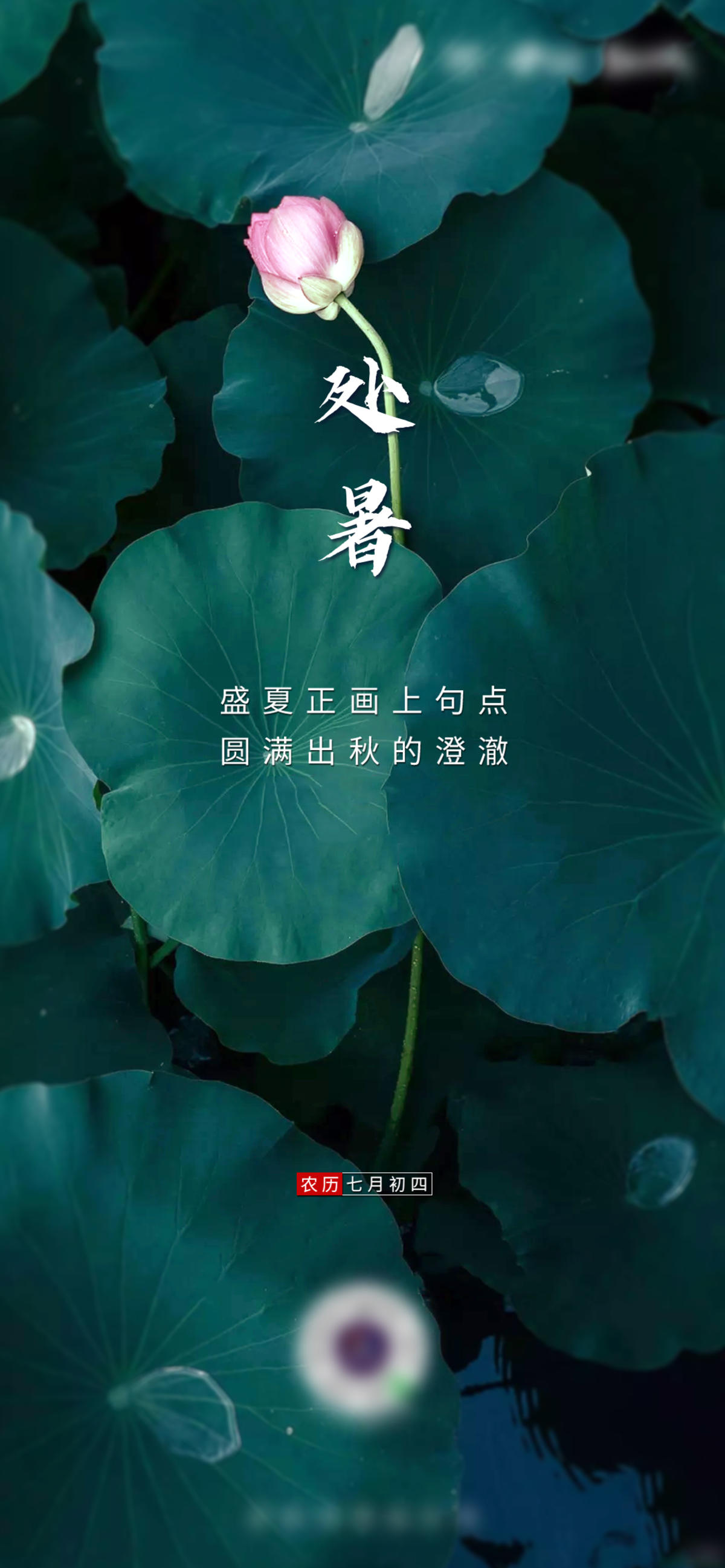 荷花荷叶实景拍摄海报