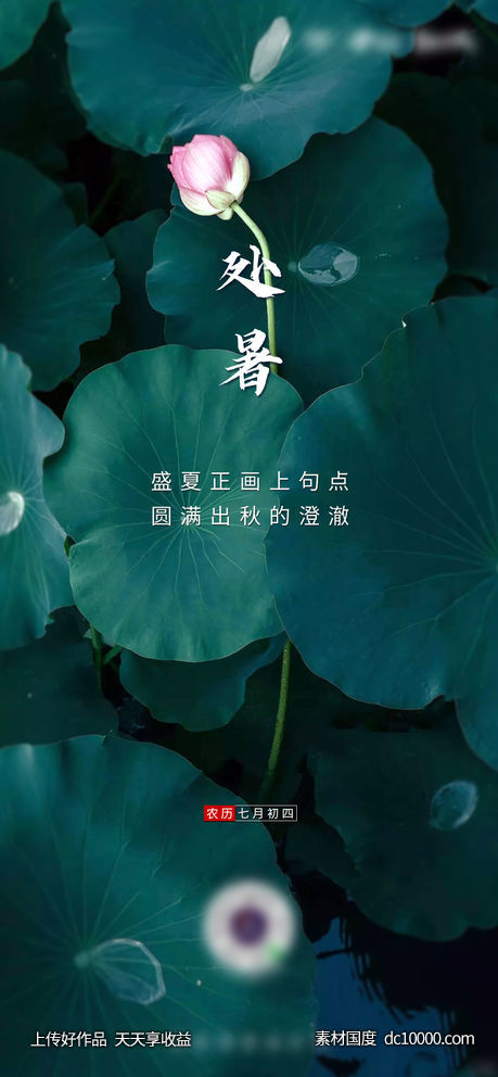 荷花荷叶实景拍摄海报-源文件-素材国度dc10000.com