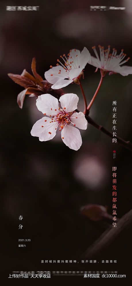 廿四节气春分节气微信单屏海报-源文件-素材国度dc10000.com