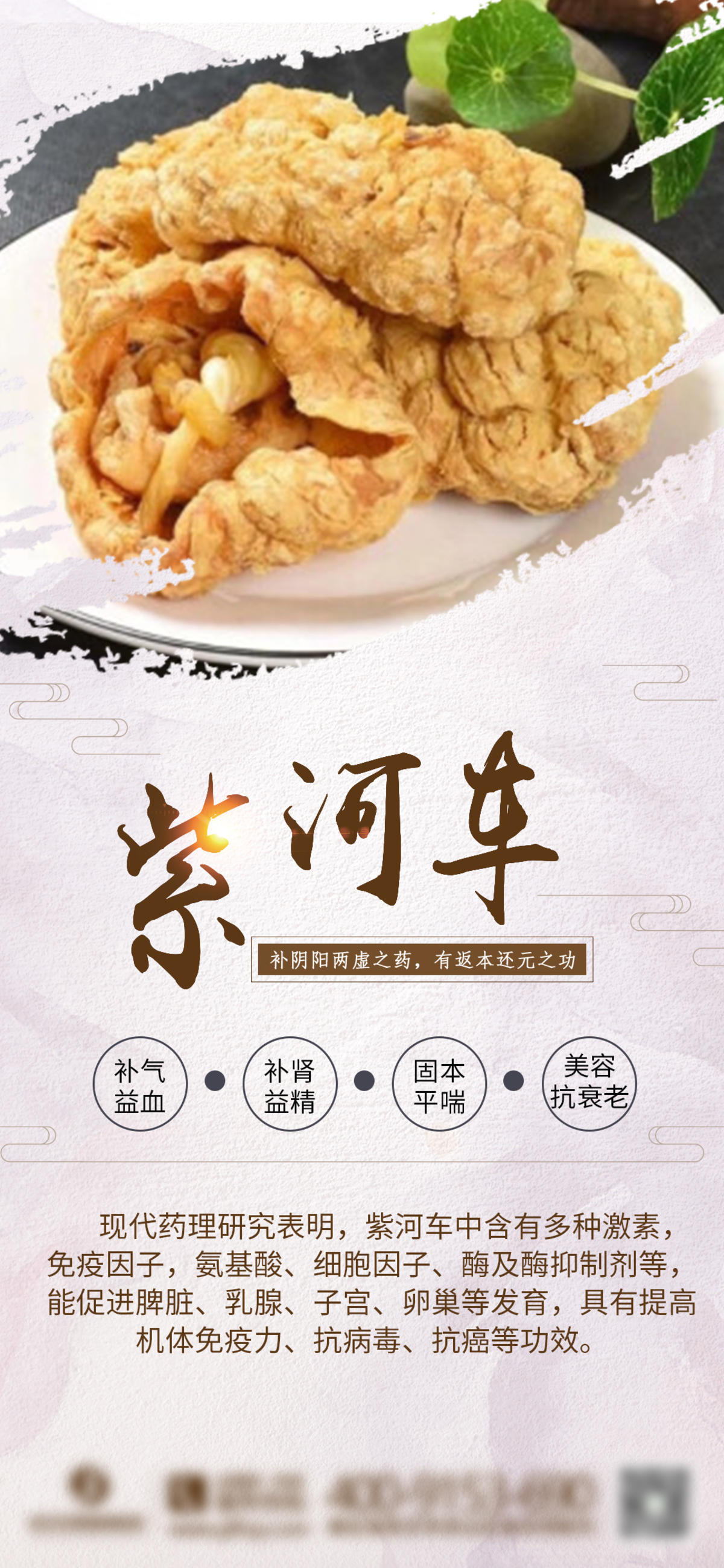 中药材紫河车海报