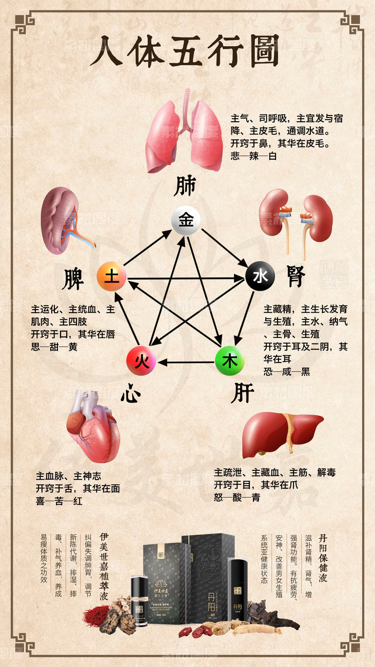 人体五行图